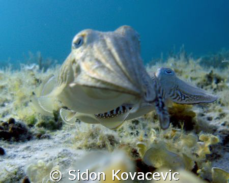 island korcula 
about 10m deep
 by Sidon Kovacevic 