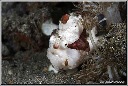 Shy clown frogfish D200/60mm by Yves Antoniazzo 