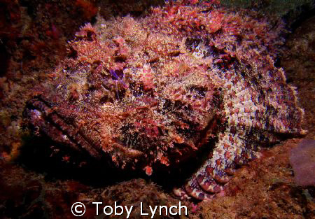 Spotted scorpion fish with Peterson Cleaning shrimp. by Toby Lynch 