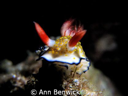 This nudibranch hasn't been identified yet even by the ex... by Ann Benwick 