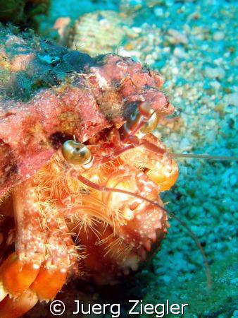 Eye to Eye with Hermit Crab and it's tools! by Juerg Ziegler 