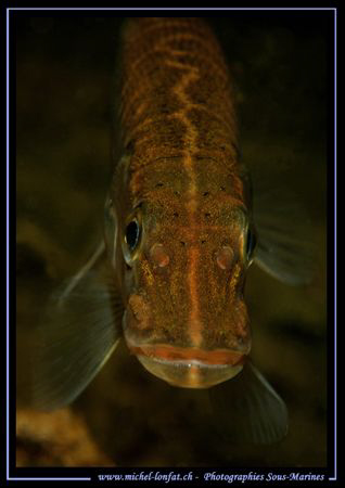 A joung Pike Fish :O).... by Michel Lonfat 