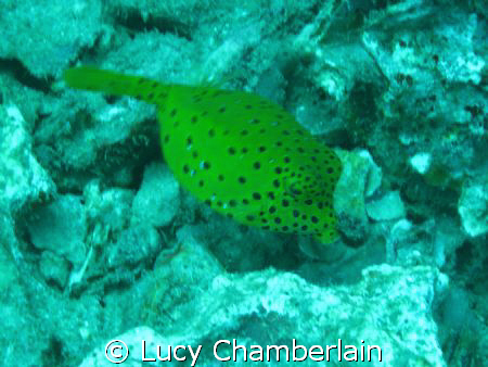 A yellow boxfish by Lucy Chamberlain 