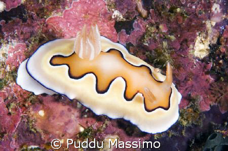 nudibranch in bunaken park,nikon d2x 6omm macro by Puddu Massimo 