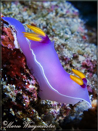 Chromodorididae Nudibranch against current (Hypselodoris ... by Marco Waagmeester 