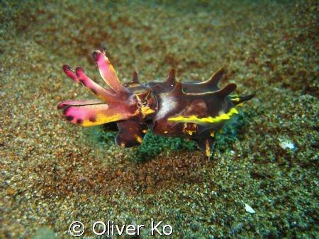 found this flamboyant cuttlefish right before finishing o... by Oliver Ko 