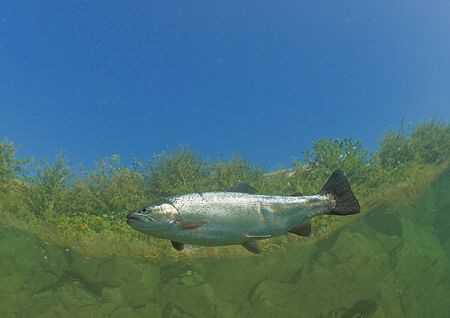 Rainbow trout.
Capernwray.
10.5mm. by Mark Thomas 