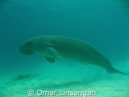 The shy and happy dugong by Omar Linsangan 