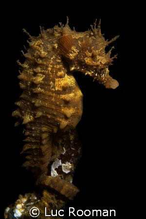 Female Seahorse by Luc Rooman 