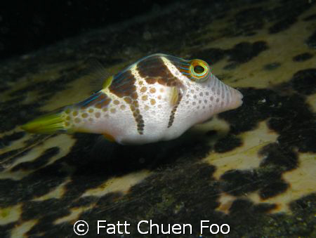 This Mimic Filefish was hovering on top of a huge sleepin... by Fatt Chuen Foo 