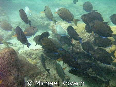 Doctor fish on the inside reef at Lauderdale by the Sea by Michael Kovach 