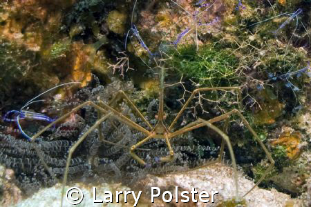 Arrow crab with mulitple Pederson shrimp, D300, 105mm by Larry Polster 