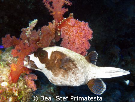 Masked pufferfish (Arothron diadematus). Canon G9 with in... by Bea & Stef Primatesta 