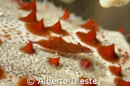 Shrimp in symbiosis with starfish by Alberto D'este 