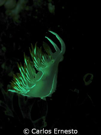 Flabelina babai. Natural light Olympus c-7070 no flash. by Carlos Ernesto 