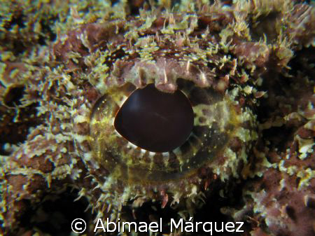 The Eye of the scorpionfish. by Abimael Márquez 