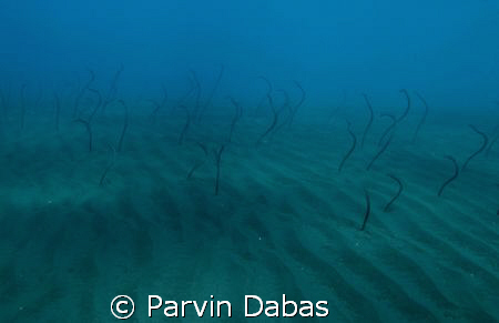 a bed of eels by Parvin Dabas 