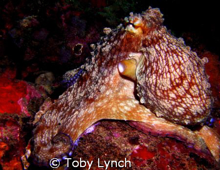Octopus giving his best side. by Toby Lynch 