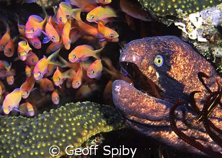 black-cheeked moray eyeing his lunch
Rocktail Bay, South... by Geoff Spiby 