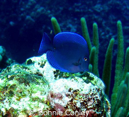 Blue Tang seen August 2008 in Grand Cayman.  Photo taken ... by Bonnie Conley 