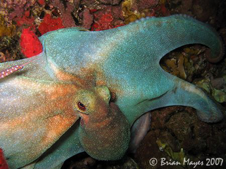 This octopus was being pecked at by a large Coney (Cephal... by Brian Mayes 