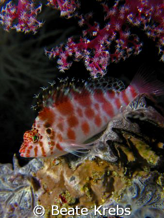 Spotted hawkfish taken at the housereef of Bituon Beach ,... by Beate Krebs 