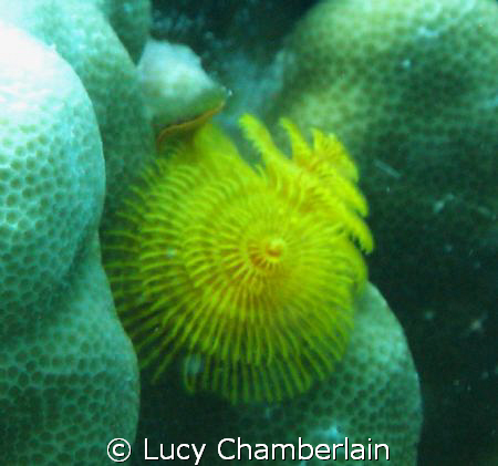 A lovely yellow Christmas Tree Worm by Lucy Chamberlain 