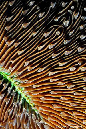 Mushroom Coral Close-up by Victor Tabernero 