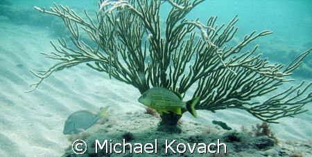 Spanish grunt on the inside reef at Lauderdale by the Sea by Michael Kovach 