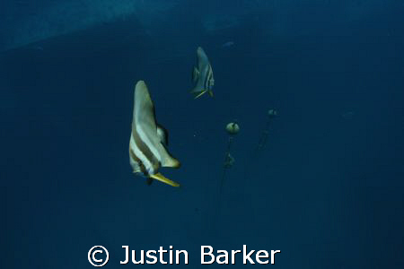 Bat fish with bouys and the famous SS Thistlegorm below. by Justin Barker 