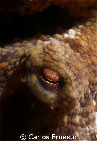 Octopus Vulgaris.
Olympus c-7070 and Ys -60 strob. by Carlos Ernesto 