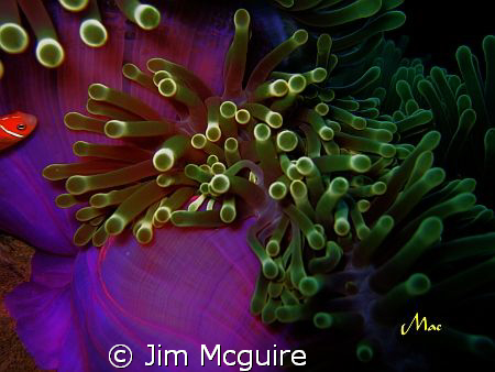 Just played with the light on this anemone and the little... by Jim Mcguire 