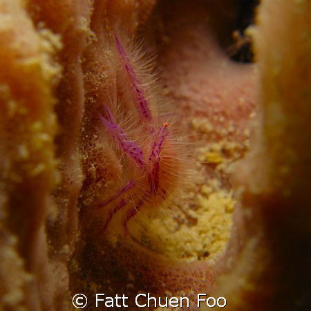 Hairy Squat Lobster hiding in a sponge, Mabul, Malaysia by Fatt Chuen Foo 