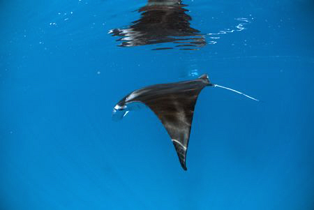 Manta Ray diving below the surface as I try to approach r... by Erika Antoniazzo 