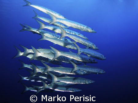 In the blue Blackfin Barracuda (sphyraena qenie). South E... by Marko Perisic 