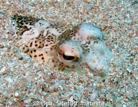 One of the most dangerous fish in the Mediterranean Sea, ... by Bea & Stef Primatesta 