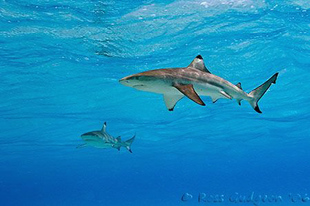 A couple of Blacktip Reef Sharks inside the lagoon.  Coco... by Ross Gudgeon 