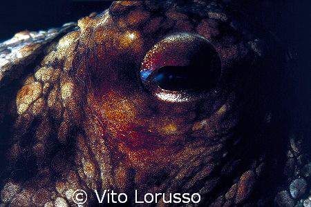 Molluscs - Octopus vulgaris (detail) by Vito Lorusso 