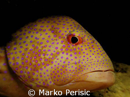 Portrait of a Coral Grouper. South Red Sea. by Marko Perisic 