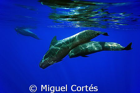 Pilot whales (mother and son).This shot is one of a serie... by Miguel Cortés 