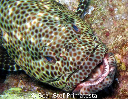 Greasy grouper, (Epinephelus tauvina). Canon G9 with Inon... by Bea & Stef Primatesta 
