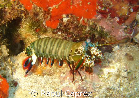 mantis shrimp going for a walk by Raoul Caprez 