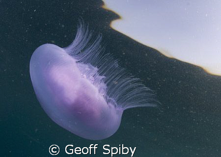 JELLYFISH JUST BELOW THE SURFACE by Geoff Spiby 
