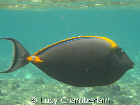 Orange Spine Surgeon Fish by Lucy Chamberlain 