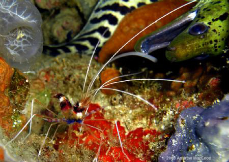 A moray eel approaching a Banded Coralshrimp, contemplati... by Andrew Macleod 