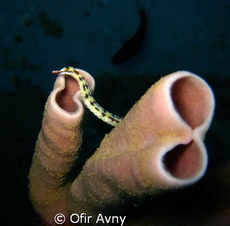 Network Pipefish on sponge by Ofir Avny 