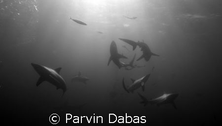 black tips by Parvin Dabas 