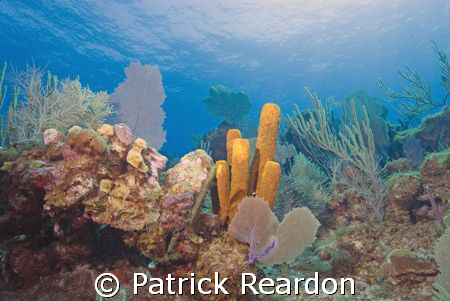 A vibrant reef along the top of the wall.  North shore, G... by Patrick Reardon 