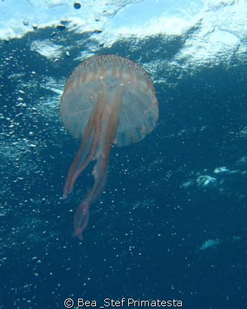 Jellyfish, Saint-Florent bay, Corsica. Canon Ixy 900. by Bea & Stef Primatesta 