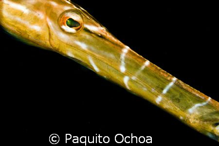 Its a trumpet fish taken in Darialaut (dive site), Anilao... by Paquito Ochoa 